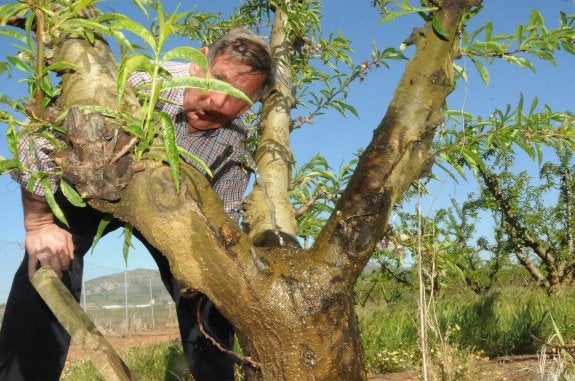 Maximino Riola saca el agua de la goma antes de iniciar el riego por goteo en su parcela de frutales situada en Arroyo de San Serván, cerca de Mérida. :: BRÍGIDO