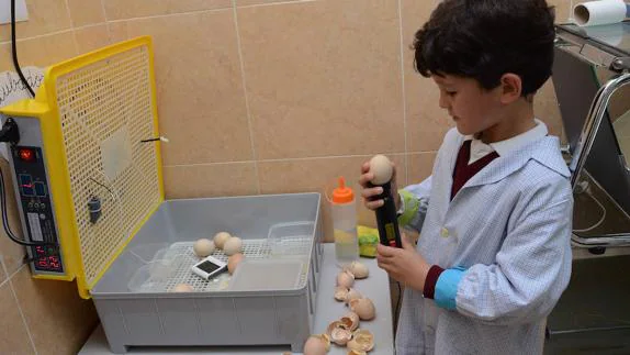Jaime Fernández usa un ovoscopio para saber cómo está el embrión.