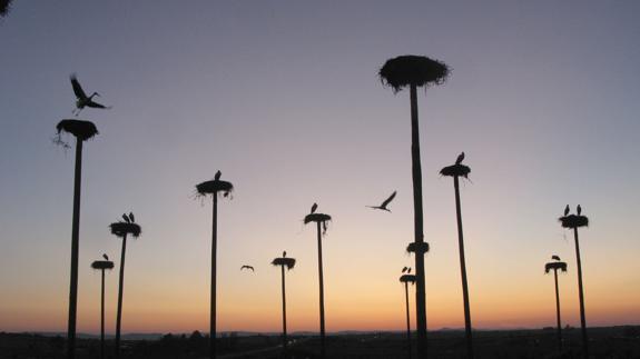 Malpartida de Cáceres mantiene la mayor población de cigüeña blanca de Europa