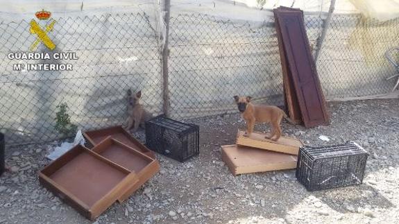 Dos de los animales rescatados por la Guardia Civil