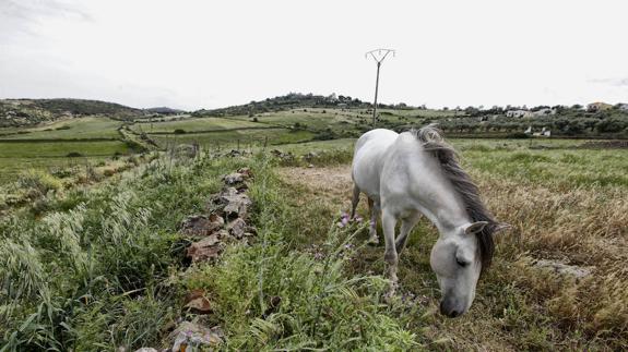  Uno de los terrenos, entre el Residencial Universidad y la ladera de la Montaña, donde tienen sus comederos los cernícalos primilla, que se alimentan de saltamontes, reptiles, etcétera. Detrás de estos terrenos discurrirá la Ronda Sureste. 