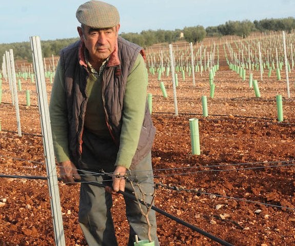 Isidoro Martínez con sus vides en espaldera en Cortegana. :: Brígido