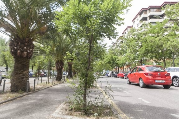 En la mediana actual hay acacias en paralelo a las palmeras. :: j. rey