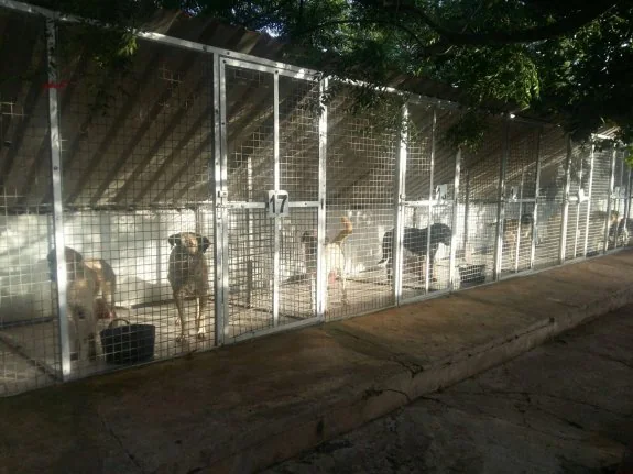 Estos animales están actualmente en la perrera de Olivenza. :: hoy