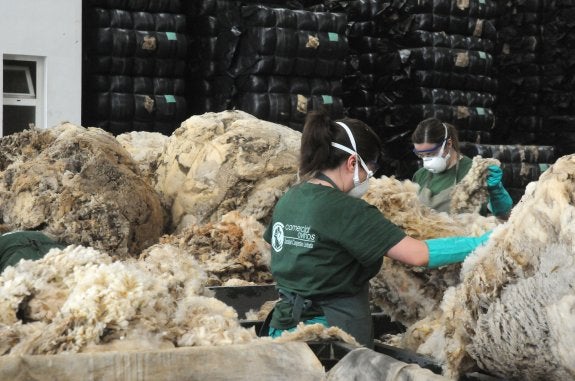 Una trabajadora de Comercial Ovinos, en Villanueva de la Serena, selecciona la lana que posteriormente será vendida. :: BRÍGIDO