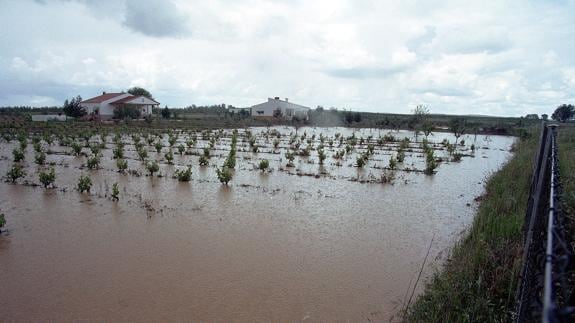 Viñedos inundados como consecuencia de las fuertes lluvias hace unos años