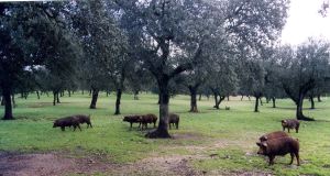 Una dehesa extremeña con aprovechamiento de porcino; algunas de las principales dehesas de la región estén en el suroeste y en el entorno de Monfragüe . / HOY