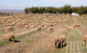 Imagen de ovejas pastando en el campo. / HOY