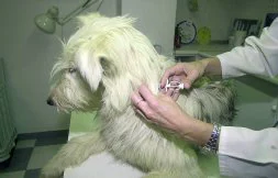 Un veterinario le implanta, mediante una inyección, un microchip a un perro. / HOY