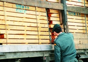 La Guardia Civil refuerza el control para evitar la entrada en la región del gusano del pino. ::                             HOY