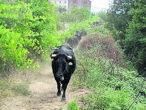 Vacas entrando en el municipio. ::
A.G.