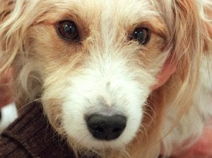 Esa mirada triste y gris