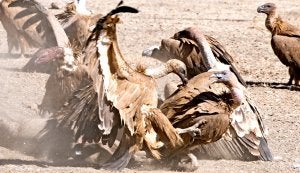 Buitres en un muladar de Descargamaría, en una instantánea tomada el pasado mes de octubre. ::                             PALMA
