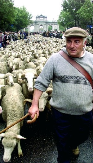 Rebaño de ovejas extremeñas pasando por la Puerta del Sol de Madrid, antigua cañada real, en su trashumancia anual ::                             HOY