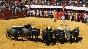 Imagen de archivo de los toros y los mansos en la plaza de Moraleja, al finalizar un encierro en 2008. ::                             JUAN RAMÓN NEGRO GALÁN