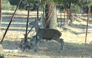 Un ciervo intenta pasar una valla en Monfragüe. ::                             PALMA