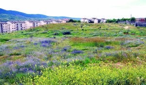 Terrenos entre la avenida de Portugal, Las 300 y el colegio de Las Josefinas. ::                             PALMA