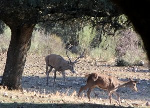 Venados en el Parque Nacional de Monfragüe. ::                             HOY