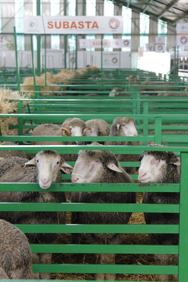 La feria de la Primavera de Zafra se celebra del 5 al 7 de abril
