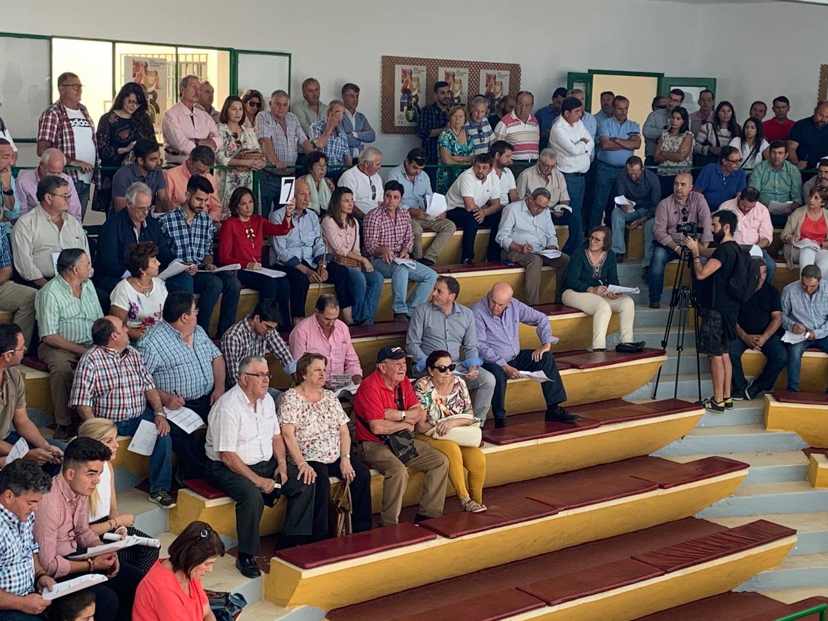 Un momento de la subasta de ovinos 