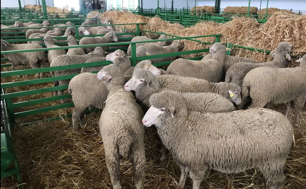 Feria de Proimavera en 2019 