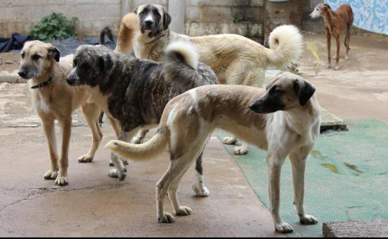 La Huerta Blanco acogerá un núcleo zoológico para menos de 10 animales