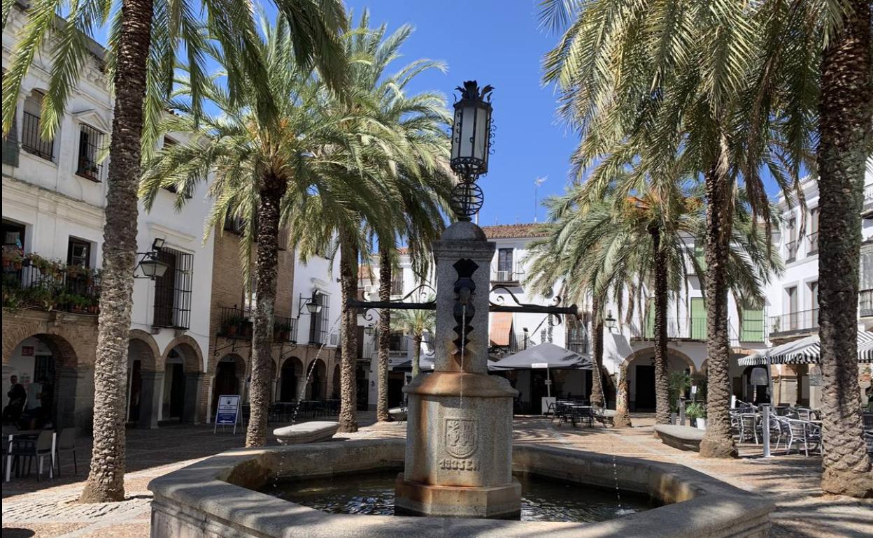 Unas de las palmeras que serán tratadas son las de la Plaa Grande 