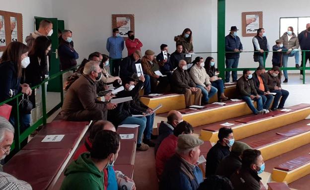 Subastas de la raza merina 