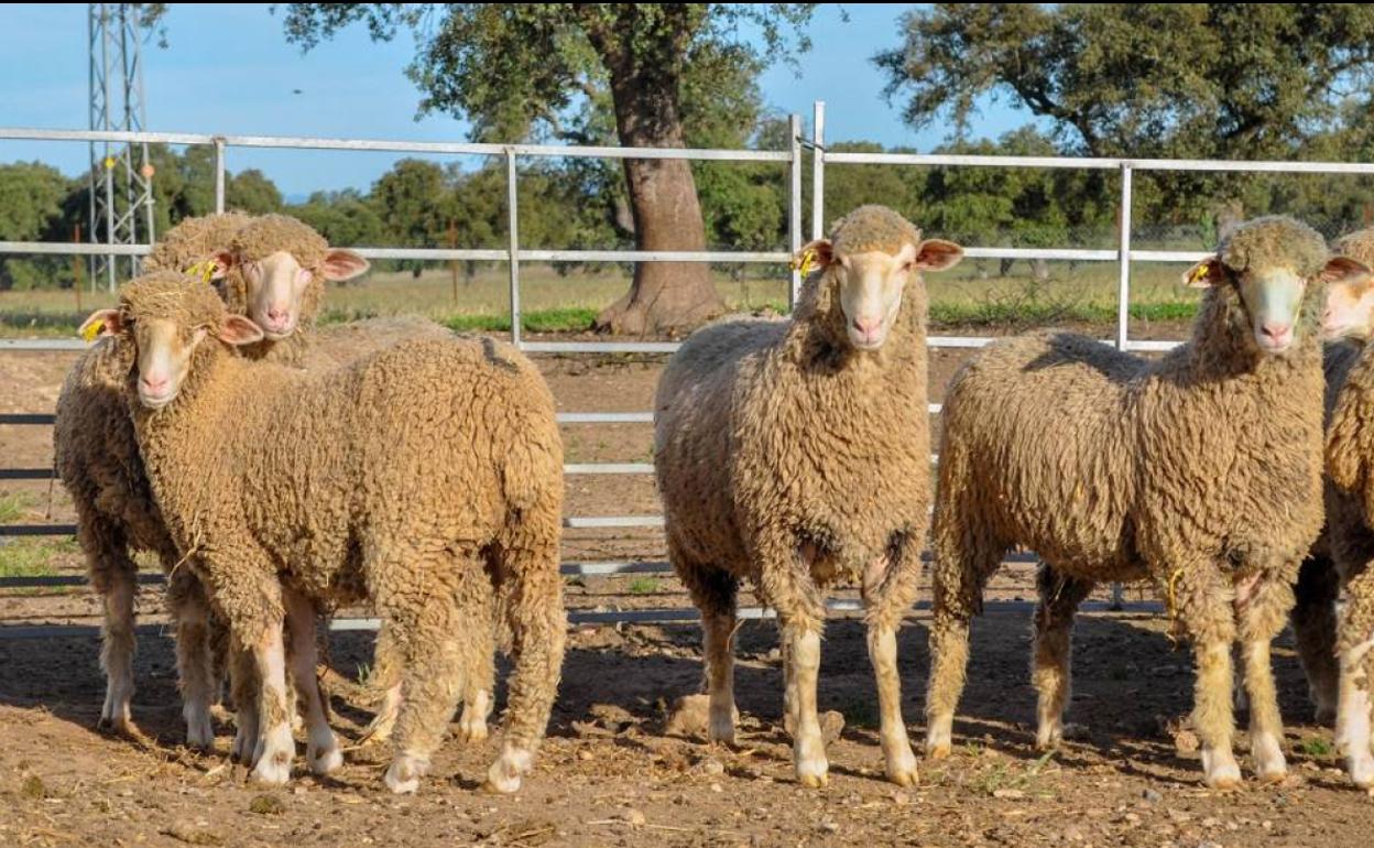 La Diputación de Badajoz estará presente en la Feria Internacional Ganadera de Zafra 2022