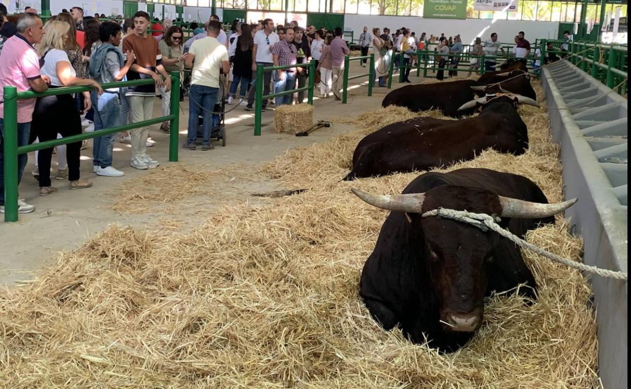 El PSOE insiste en que la FIG ha sido un rotundo éxito