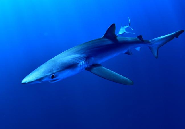Imagen tomada en fondo marino