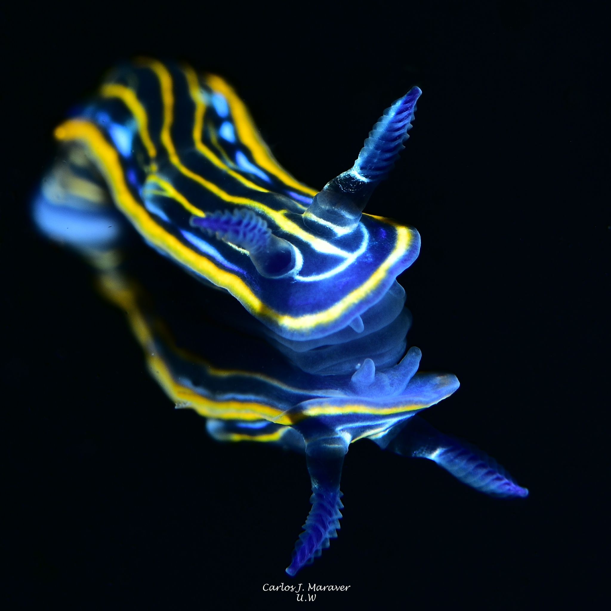 Una de las imágenes tomadas en sus inmersiones