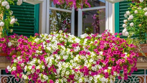 El CIT convoca su concurso de decoración de balcones y ventanas para esta primavera