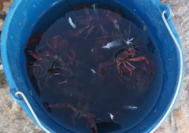 Los cangrejos han sido retirados