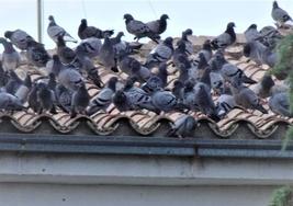 Una empresa contratada por el ayuntamiento se encargará de reducir la presencia de palomas