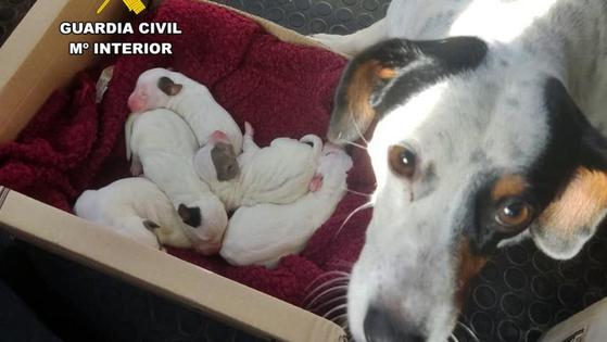 La Guardia Civil investiga a una vecina de Zafra por arrojar una camada de perros a un contenedor