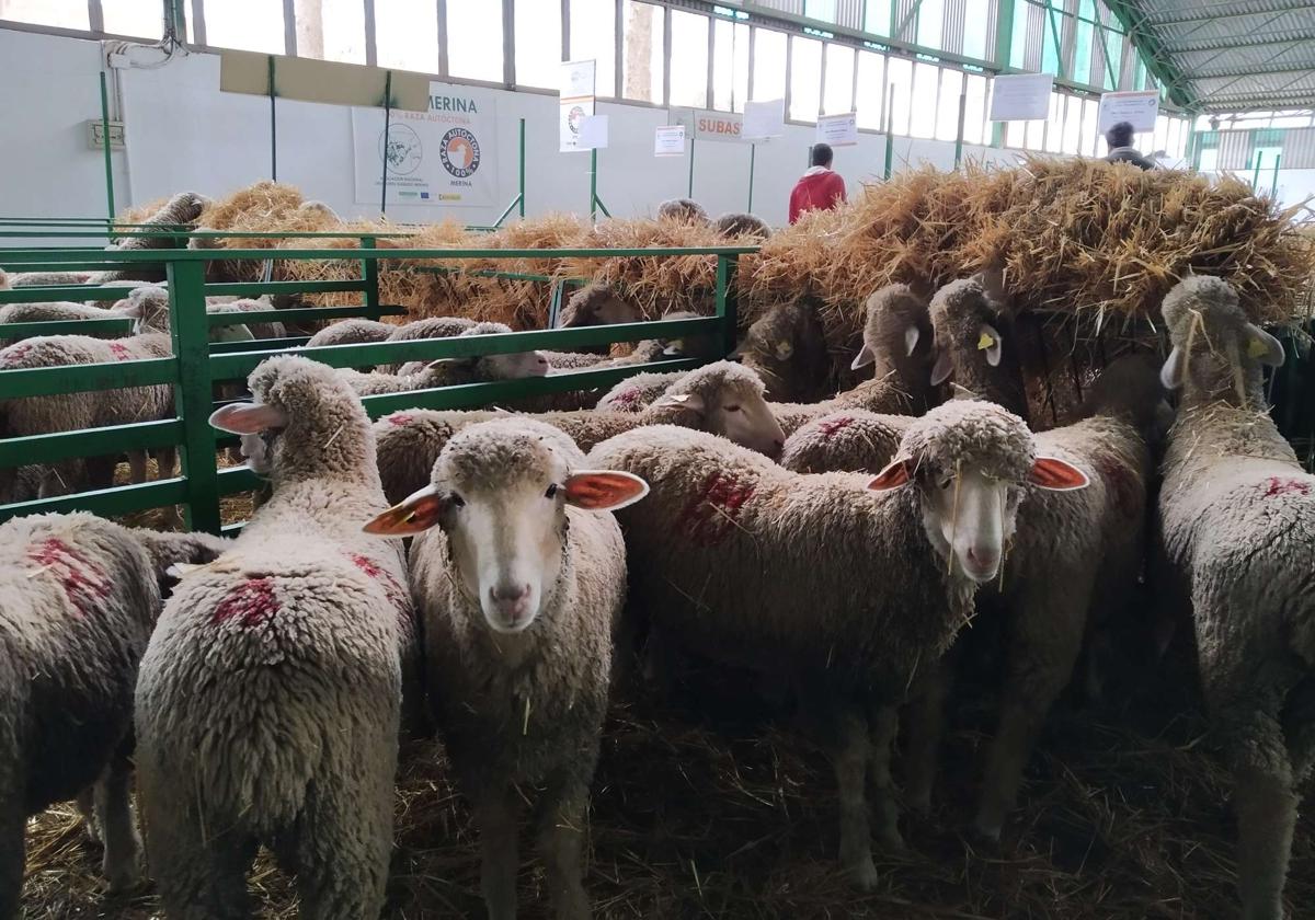 La Feria de Primavera se inicia este viernes con un amplio programa de actividades