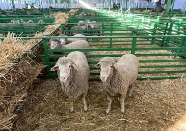 Nave de ovinos en el recinto ferial durante la feria