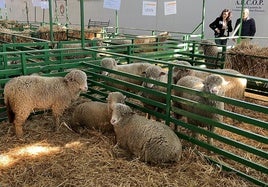 Algunos de los ejemplares en la nave urante la exposición