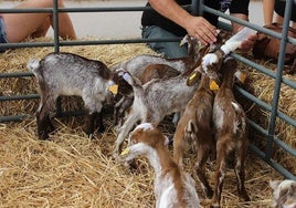 Las cabras volverán a la nave circular