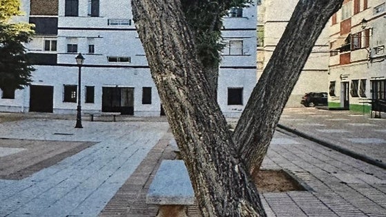 El ayuntamiento procederá a talar de forma urgente 40 árboles en diferentes zonas