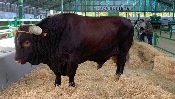 La lengua azul deja a la FIG sin ganado vacuno, ovino y caprino