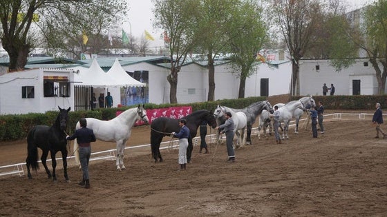 Un total de 38 ganaderías participan en el Concurso Morfológico de Caballos de Pura Raza Española