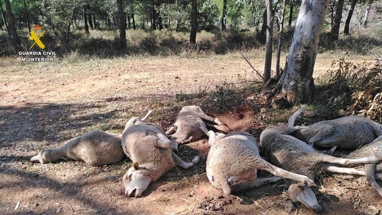 La Guardia Civil investiga a un ganadero zafrense por supuesto abandono de sus ovejas con resultado de muerte