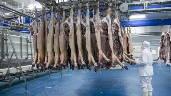 El macromatadero de ibérico coge fuerza
