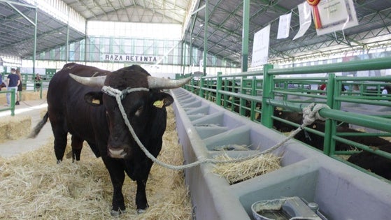 La Feria de Primavera abre sus puertas en el recinto ferial