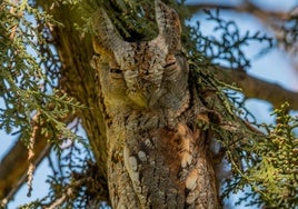 Foto con la que el fotógrafo zafrense ha ganado el concurso