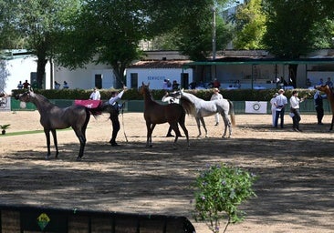 Algunos de los animales durante el concurso