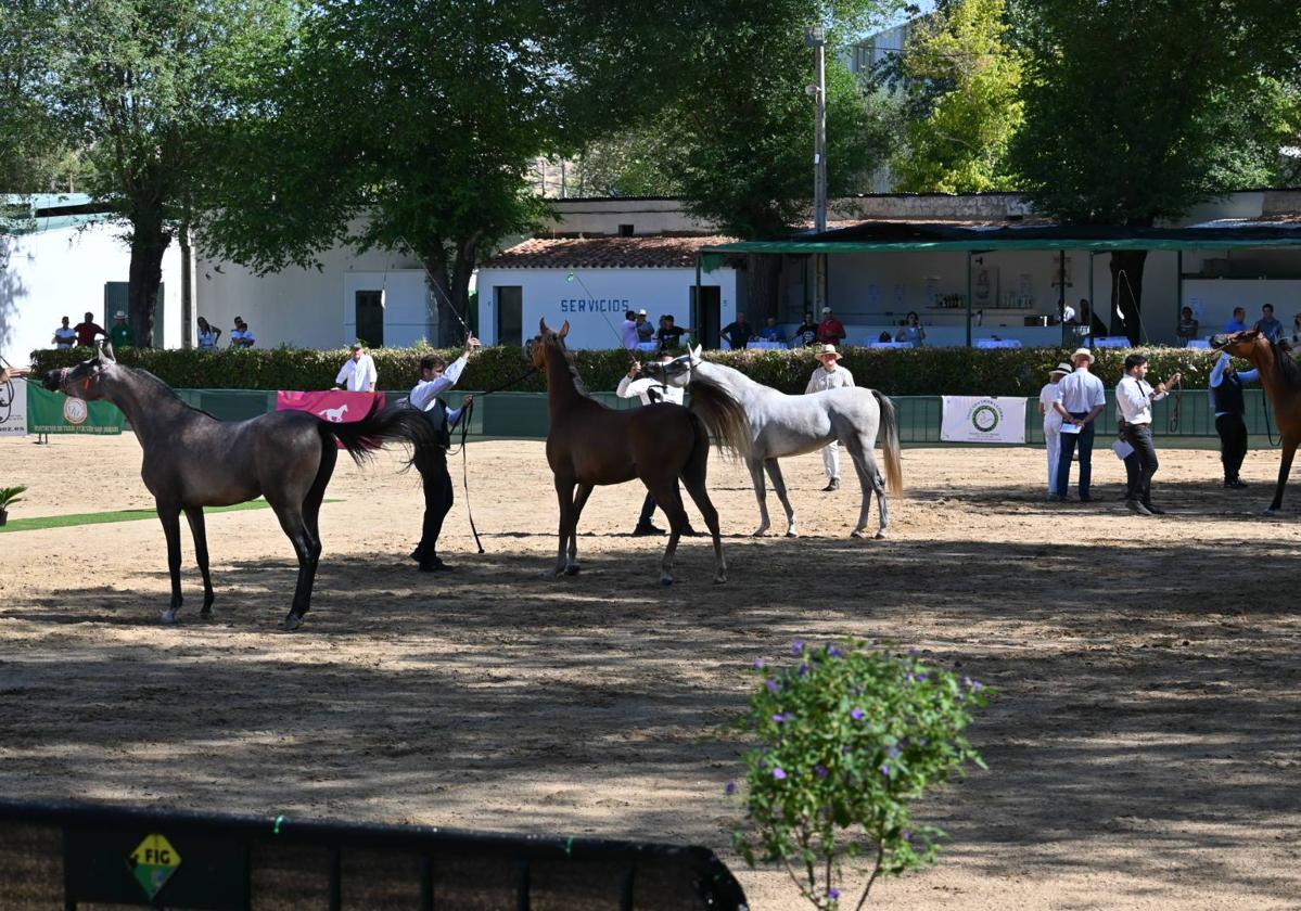 Algunos de los animales durante el concurso
