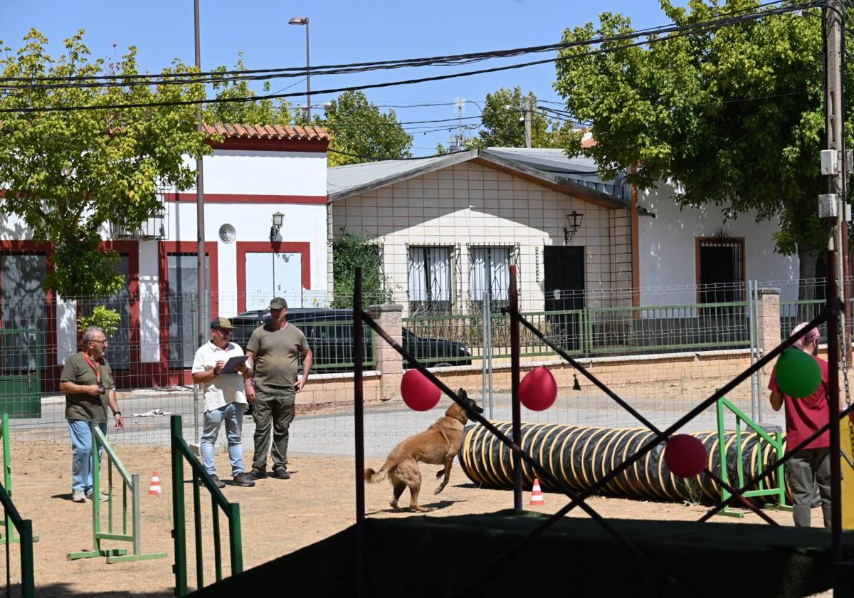 Uno de los perros durante la prueba